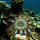 Beautiful but deadly (to coral).